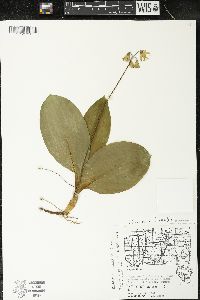 Clintonia borealis image