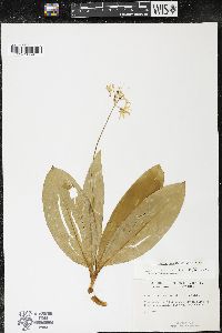 Clintonia borealis image