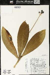 Clintonia borealis image