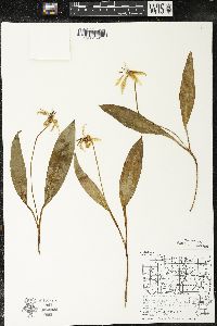 Erythronium americanum subsp. americanum image