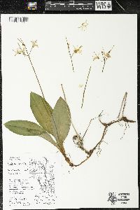 Clintonia borealis image