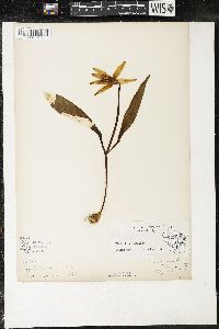 Erythronium albidum image