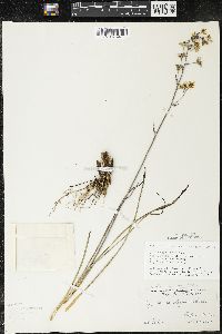 Zigadenus elegans subsp. glaucus image