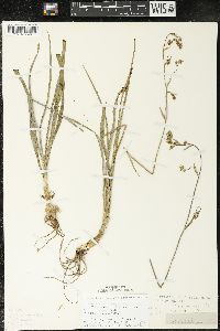 Zigadenus elegans subsp. glaucus image