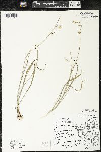 Zigadenus elegans subsp. glaucus image