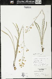 Zigadenus elegans subsp. glaucus image