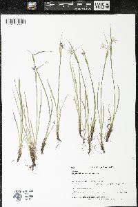 Sisyrinchium montanum image