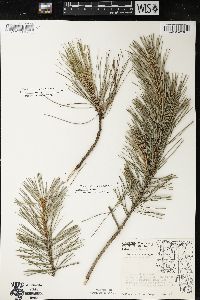 Pinus resinosa image