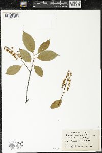 Prunus serotina var. serotina image