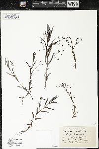 Veronica scutellata image