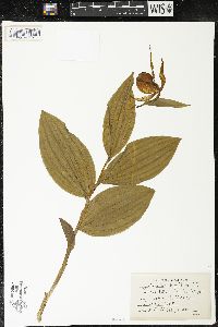 Cypripedium reginae image