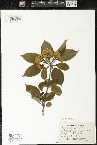 Viburnum lentago image