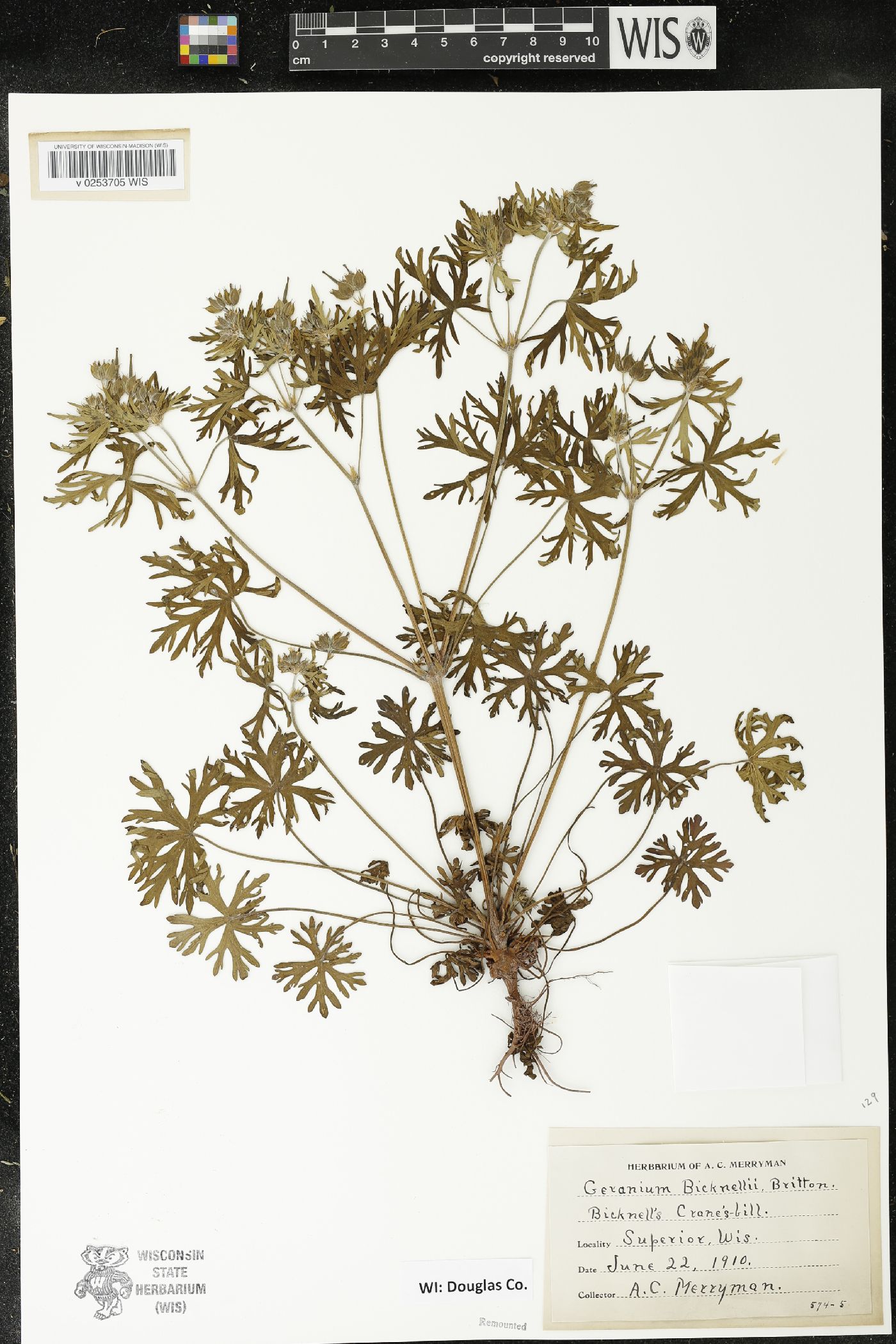 Geranium bicknellii var. bicknellii image