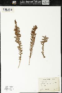 Dryopteris fragrans image