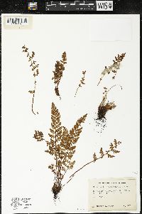 Woodsia ilvensis image