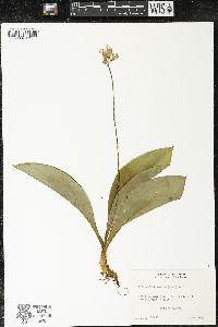 Clintonia borealis image