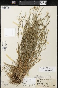 Carex grisea image