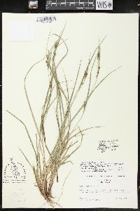 Carex planispicata image