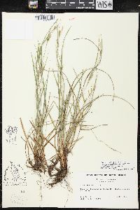 Carex planispicata image