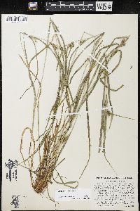 Carex grisea image