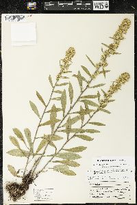 Solidago hispida image