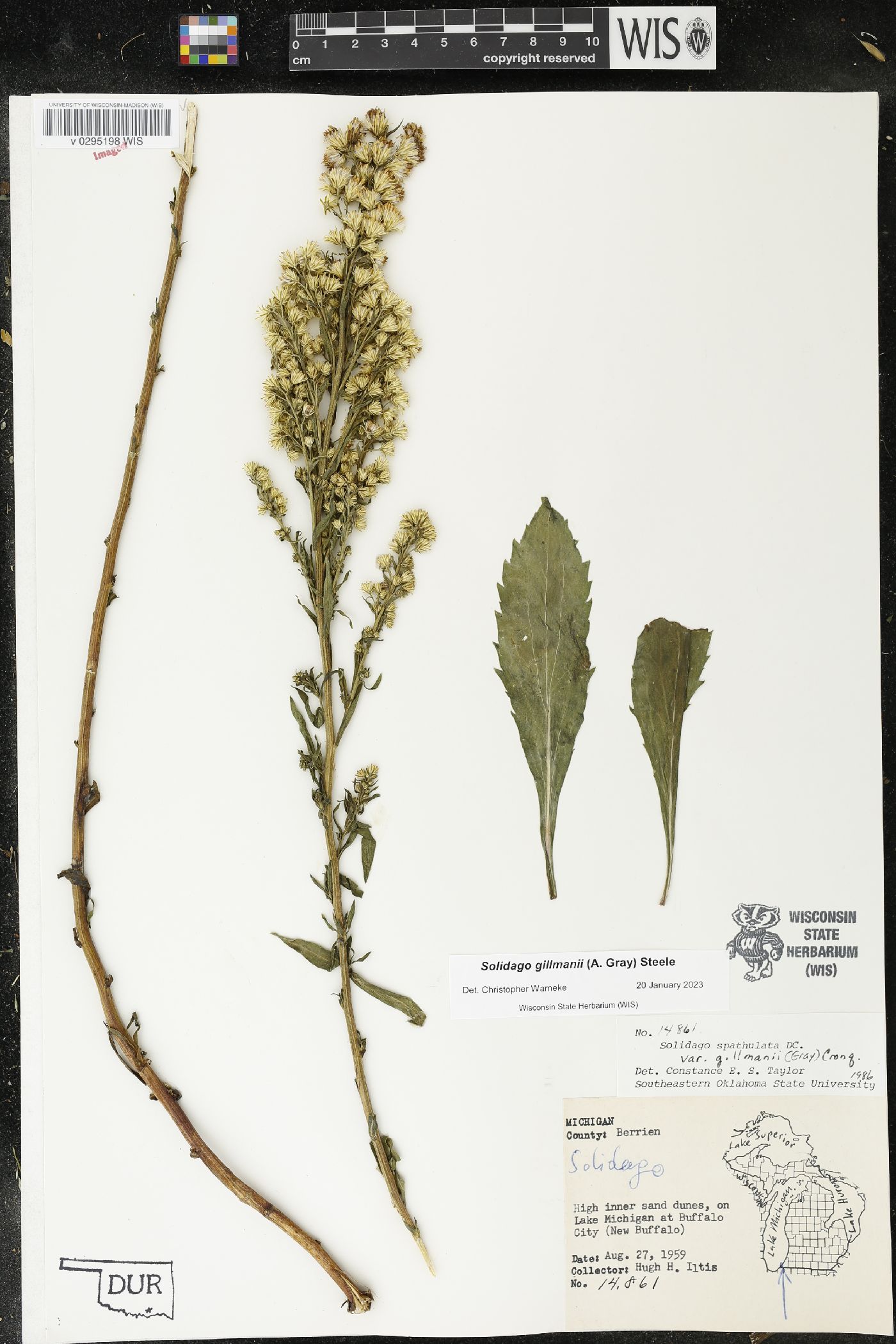 Solidago gillmanii image