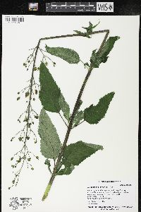 Scrophularia lanceolata image