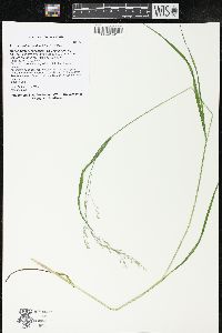 Festuca subverticillata image