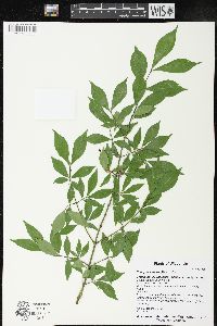 Euonymus alatus image