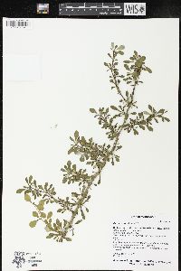 Berberis thunbergii image