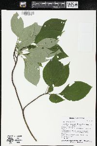 Cornus alternifolia image