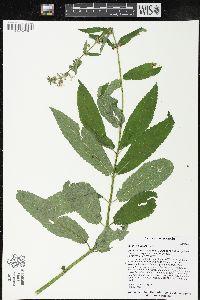 Stachys hispida image