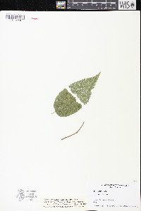 Celtis occidentalis image