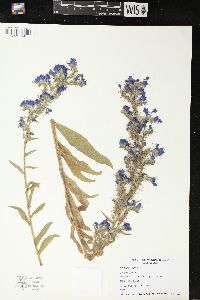 Echium vulgare image