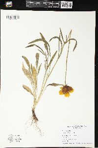 Coreopsis lanceolata image