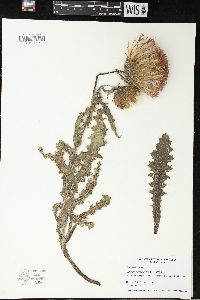 Cirsium pumilum image