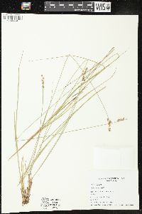 Carex sterilis image