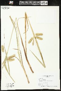 Carex comosa image