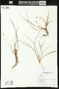 Carex jamesii image