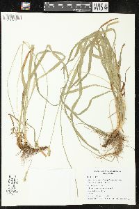 Carex cephaloidea image