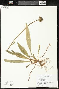 Hieracium piloselloides image