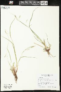 Carex leptonervia image