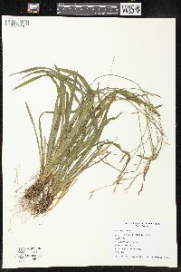 Carex leptonervia image