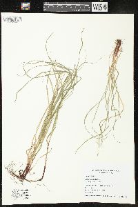 Carex woodii image