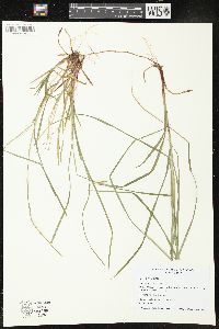 Carex woodii image