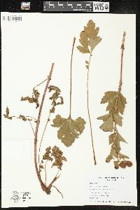 Geum laciniatum image