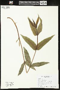 Eupatorium sessilifolium image