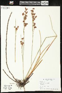 Cladium mariscoides image