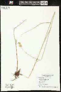 Carex bicknellii image