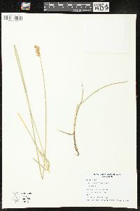 Carex bicknellii image